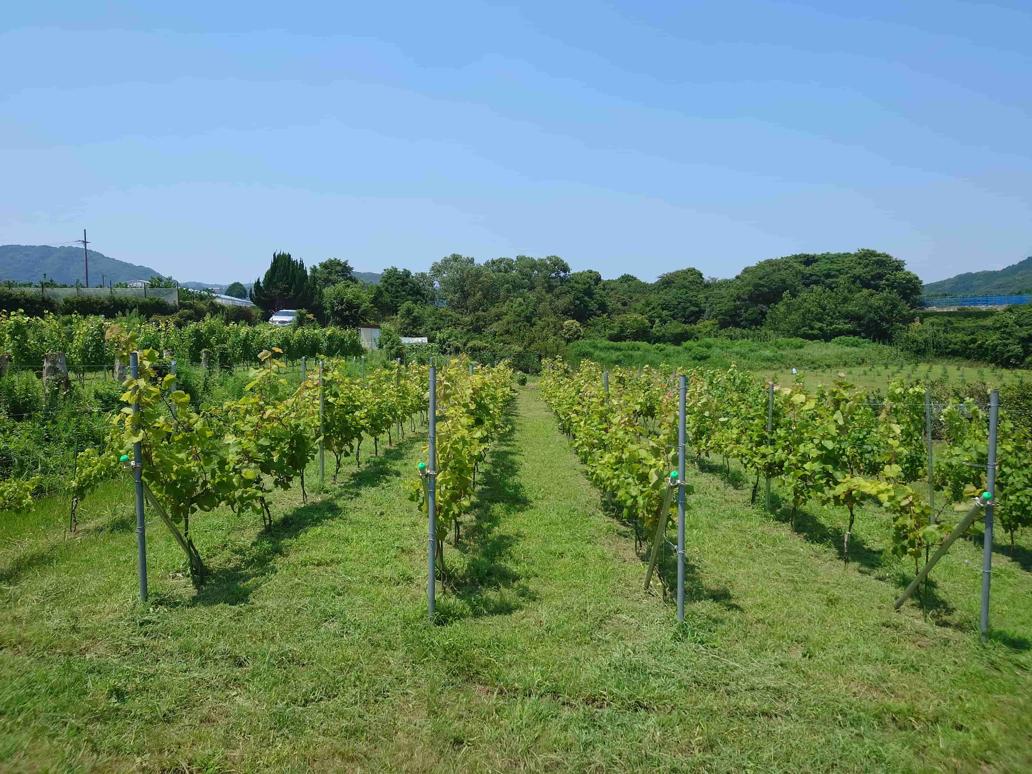 Vineyard Landscape