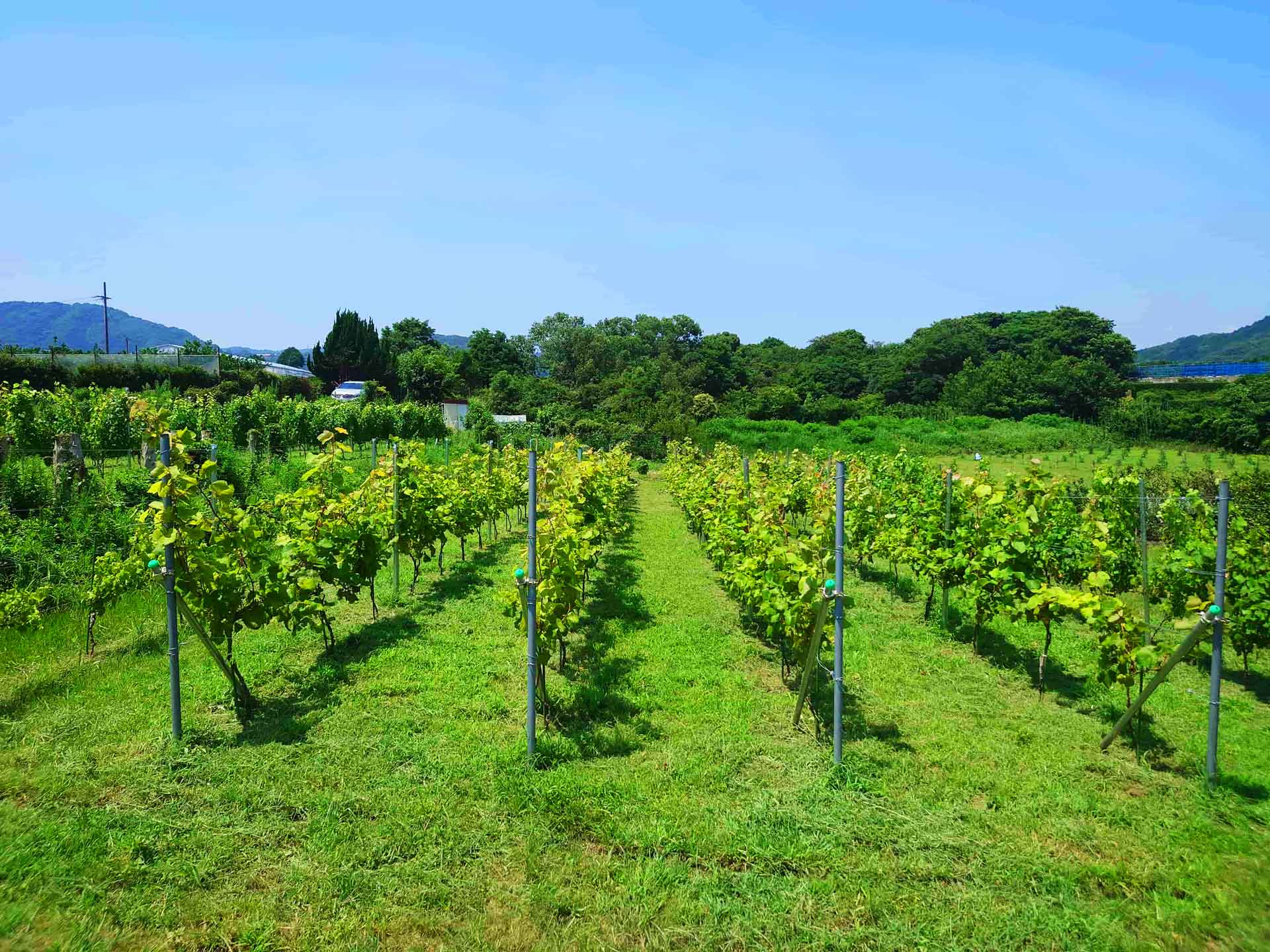 Vineyard Landscape