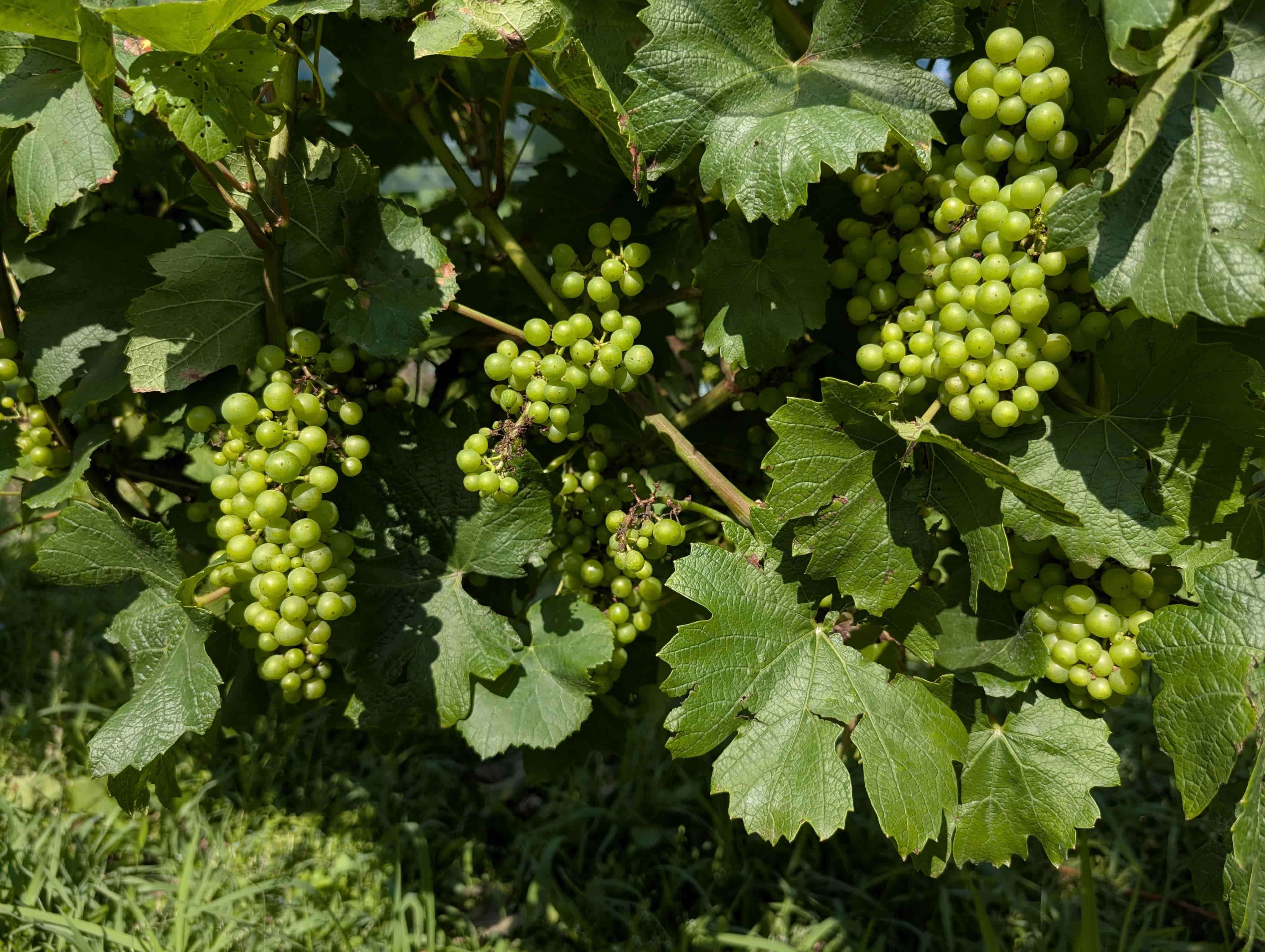 Grape Foliage Close-up